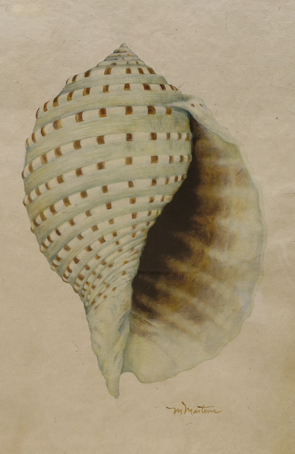 A set of four contemporary Giclee prints, studies of sea shells, in walnut frames, 43 x 29cm